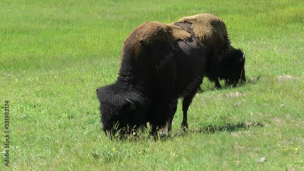 American bison two males eating grass
Yellowstone National Park bison wildlife, 2022
American bison two males eating grass
Yellowstone National Park bison wildlife, 2022