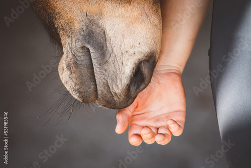 Mensch & Pferd © Petra Fischer