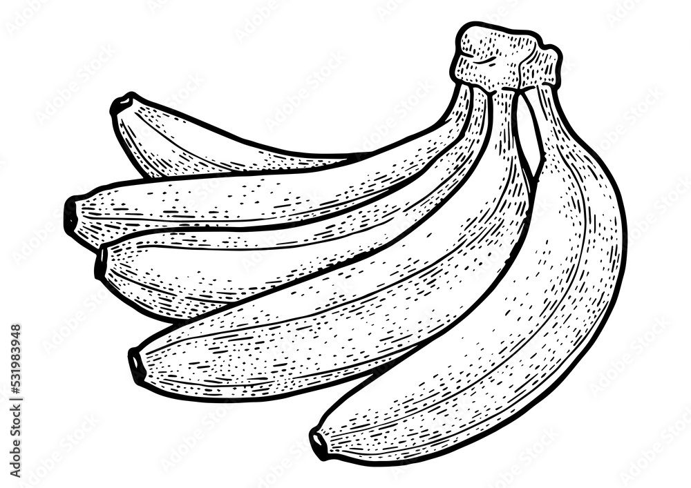 Bananas fruit sketch PNG illustration with transparent background Stock