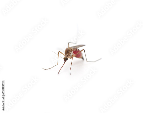 One mosquito with blood. © voren1