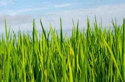 green grass and blue sky, green rice field with blue sky background
