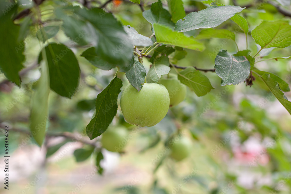 Green apples weigh on a tree branch in the garden. Unripe apples. Apples affected by the disease, on the branch of an apple tree in the garden. Green apples weigh on a tree branch in the garden. Unripe apples. Apples affected by the disease, on the branch of an apple tree in the garden.