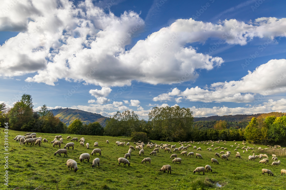 Fototapeta premium Sheep herd near Terchova, Mala Fatra, Slovakia