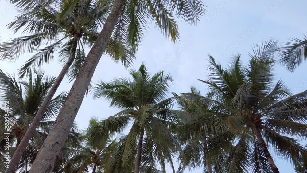 Slow-motion view of coconut palm trees against sky near beach on the tropical island with sunlight through. Coconut palm trees bottom view. Green palm tree with blue sky background Slow-motion view of coconut palm trees against sky near beach on the tropical island with sunlight through. Coconut palm trees bottom view. Green palm tree with blue sky background