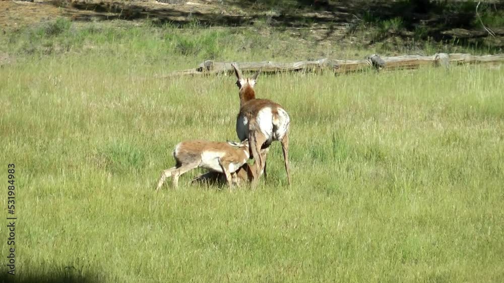 pronghorn antelope female nursing two calves
USA California pronghorn wildlife, 2022
pronghorn antelope female nursing two calves
USA California pronghorn wildlife, 2022