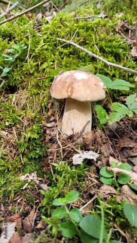 Boletus edulis growing in moss. Edible mushroom with light brown cap and stem with white mesh