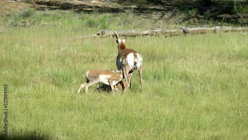pronghorn antelope female nursing two calves
USA California pronghorn wildlife, 2022
 photo