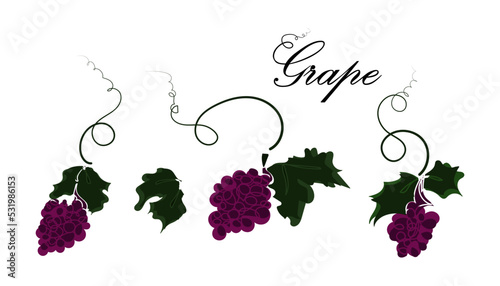 Grape branches set vector illustration isolated on white background. Flat doodle design in purple and green colors with typography. Clipart elements