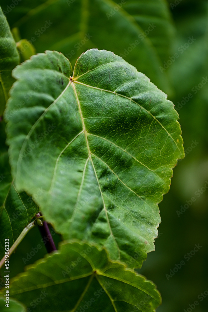 Davids-Ahorn (Acer davidii) Blatt im botanischen Garten Inverewe Garden, bei Poolewe, Achnasheen, Highland, Schottland Davids-Ahorn (Acer davidii) Blatt im botanischen Garten Inverewe Garden, bei Poolewe, Achnasheen, Highland, Schottland