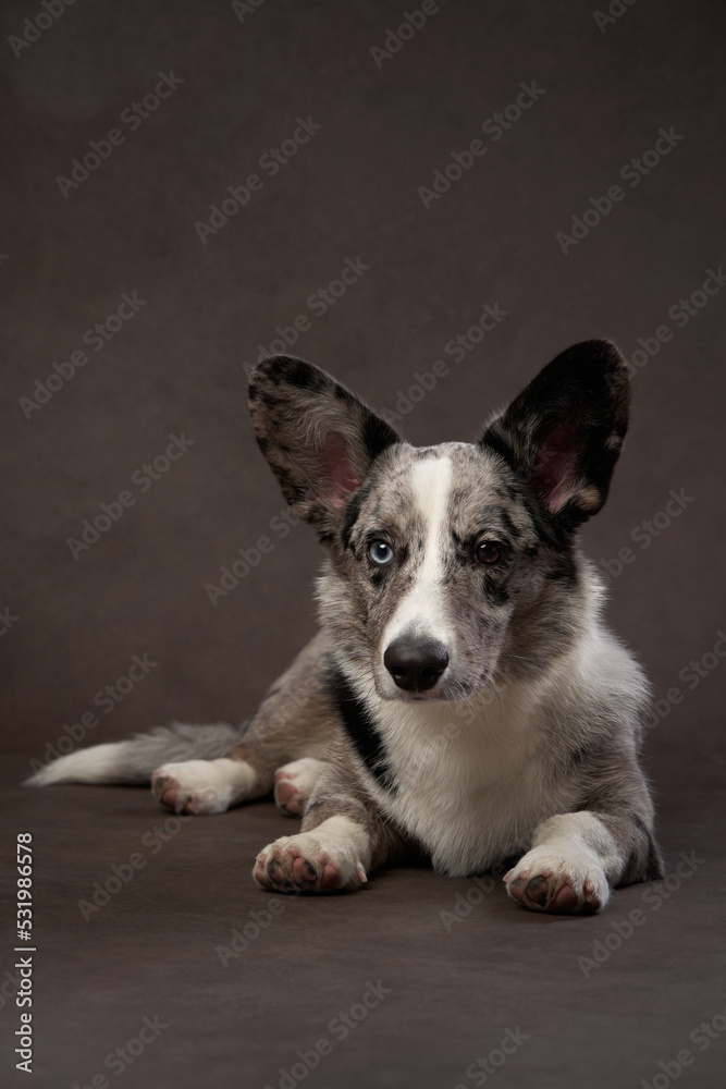 marble welsh corgi cardigan on a brown background. Spotted Pet