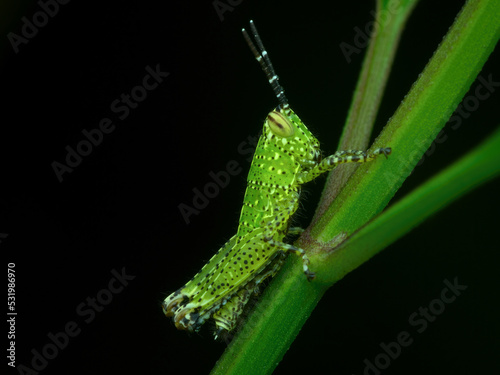 Nimfa rice grasshopper perched on the plant branch