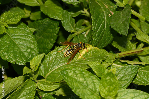Osa Klecanka rdzaworożna (Polistes dominulana)siedzącą na zielonej mięcie  rosnącej w ogrodzie 