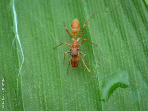 Tablou pe pânză Male red mimic ant spider on the leaf from the top view