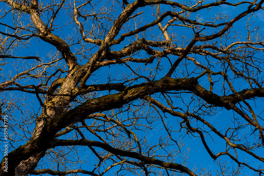 Bare Oak Trees Bare Oak Trees