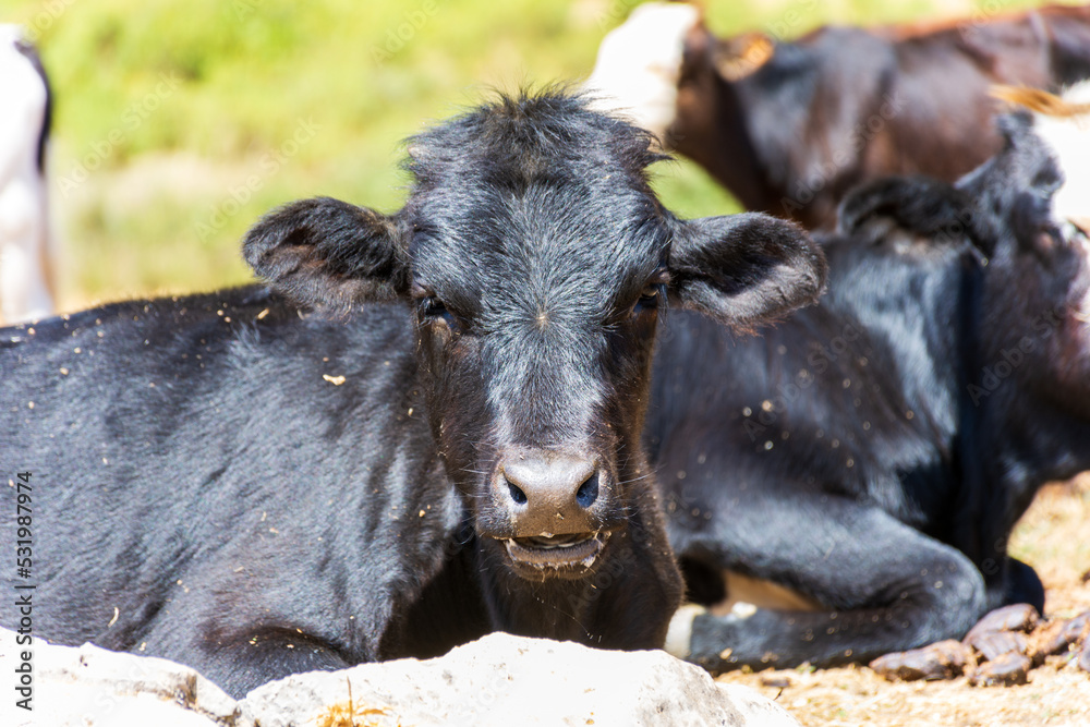 Close up black and white cows in the meadow. Dairy and agriculture concept. Close up black and white cows in the meadow. Dairy and agriculture concept.