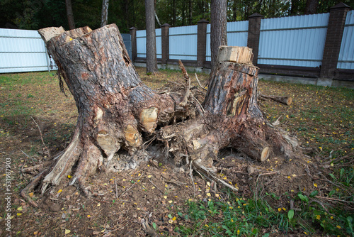 Uprooting of pine stumps in the garden. A stump with its roots torn out of the ground. Deleting a tree.