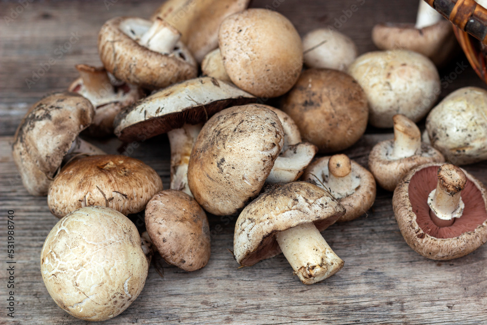 collection of mushrooms, champignons bunch on a wooden background collection of mushrooms, champignons bunch on a wooden background