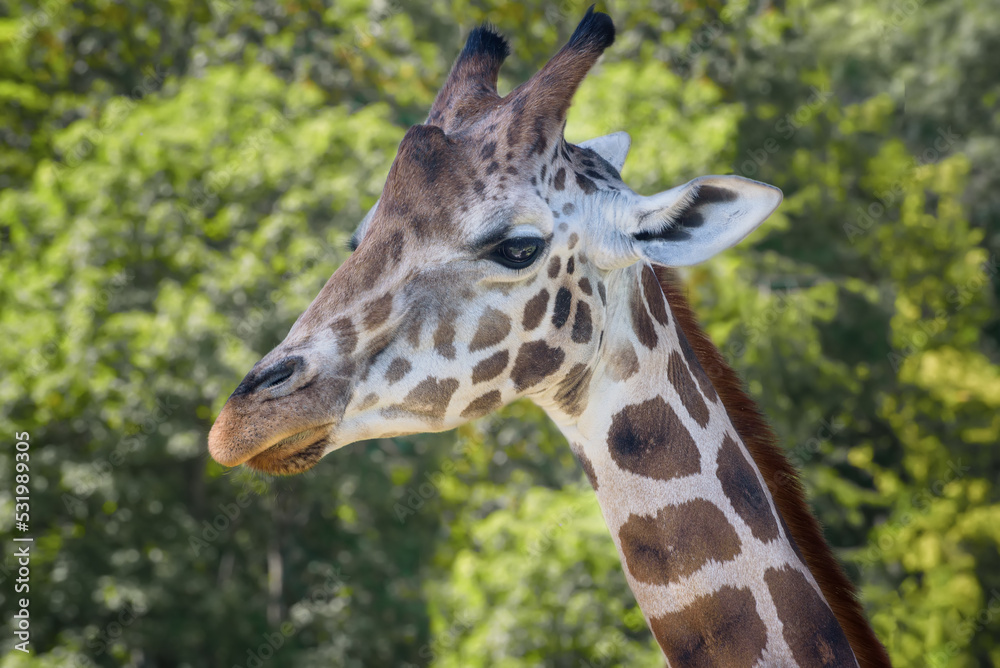 Rothschild's giraffe, Giraffa camelopardalis rothschildi, Baringo giraffe