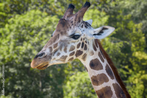 Rothschild's giraffe, Giraffa camelopardalis rothschildi, Baringo giraffe
