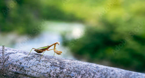 カマキリ