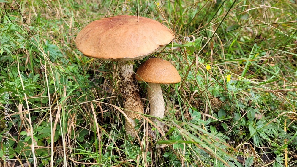 Leccinum aurantiacum. Two mushrooms growing together. Mushrooms in the grass. How to recognize edible mushroom? Leccinum aurantiacum. Two mushrooms growing together. Mushrooms in the grass. How to recognize edible mushroom?