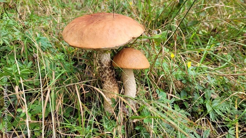 Leccinum aurantiacum. Two mushrooms growing together. Mushrooms in the grass. How to recognize edible mushroom?