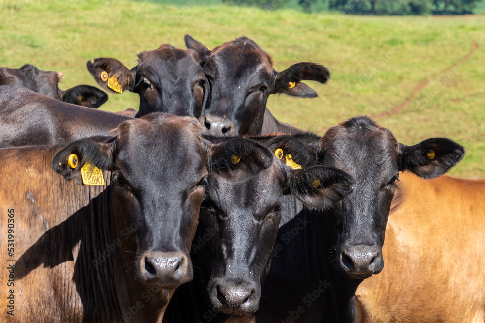 Herd of Aberdeen Angus animals in the pasture area of a beef cattle farm in Brazil