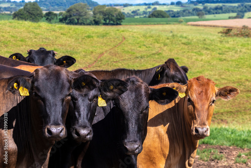 Herd of Aberdeen Angus animals in the pasture area of a beef cattle farm in Brazil