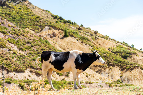 Close up a black and white cow in the meadow. Dairy and agriculture concept.