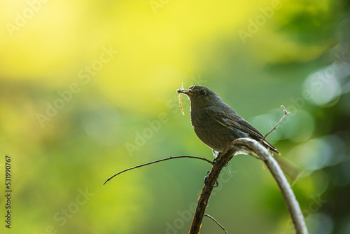 black redstart (Phoenicurus ochruros) sitting on a bent branch © michal