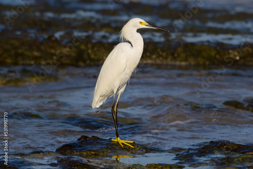 white snowy egret standing on the rock in the water of the ocean