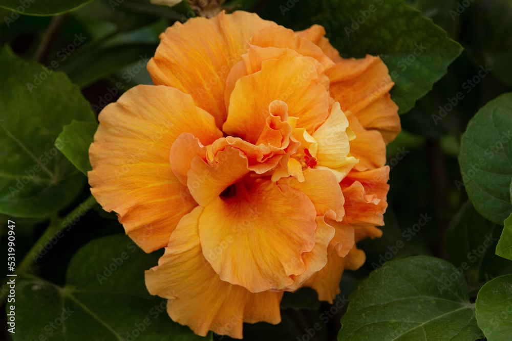 Double peach hibiscus beautiful bloom with green leaves