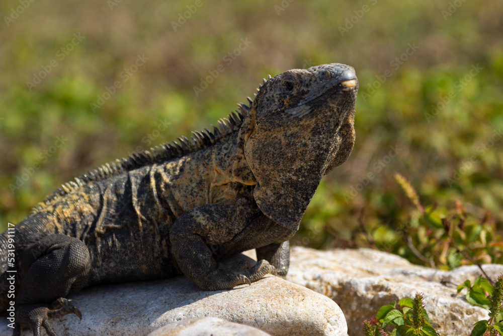 Reptile green iguana is sitting on a rock under the sun Reptile green iguana is sitting on a rock under the sun