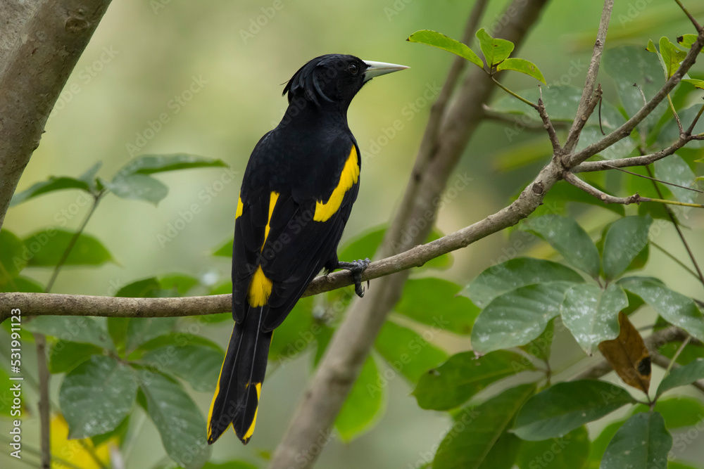 Fototapeta premium Black bird yellow-winged cacique perched on a tree