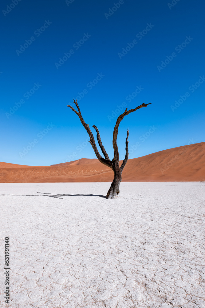 dead camel thorn tree in the world famous dead vlei, located in Sossusvlei national park with its high red dunes, blue sky dead camel thorn tree in the world famous dead vlei, located in Sossusvlei national park with its high red dunes, blue sky