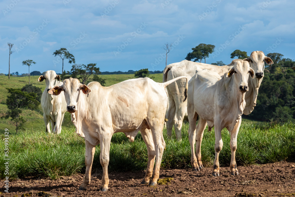 Herd of zebu Nellore animals in a pasture area of a beef cattle farm in Brazil