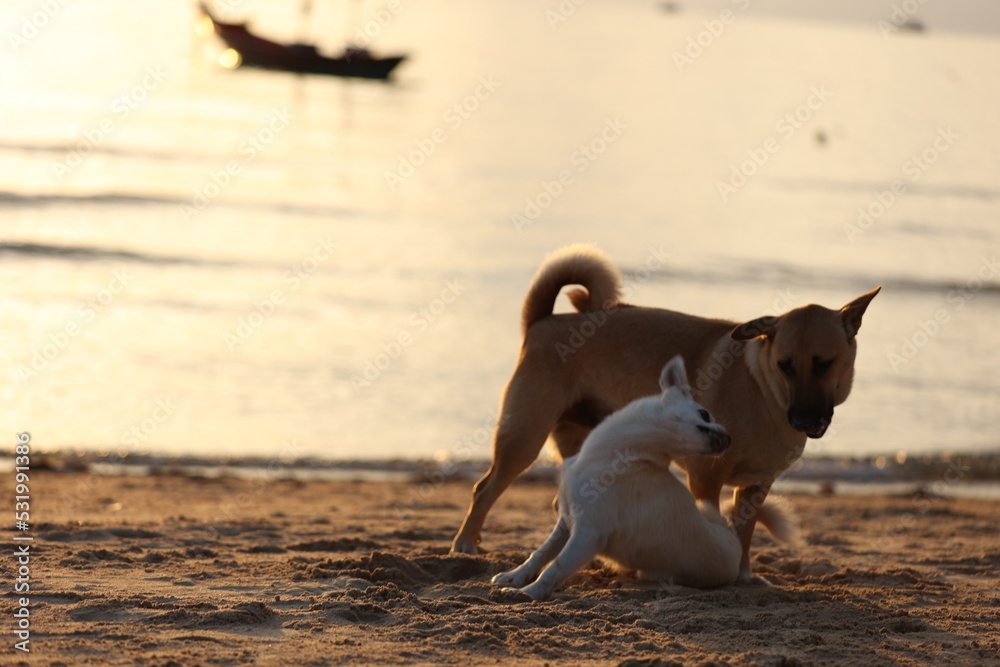 Sunset in the beach with dogs Sunset in the beach with dogs