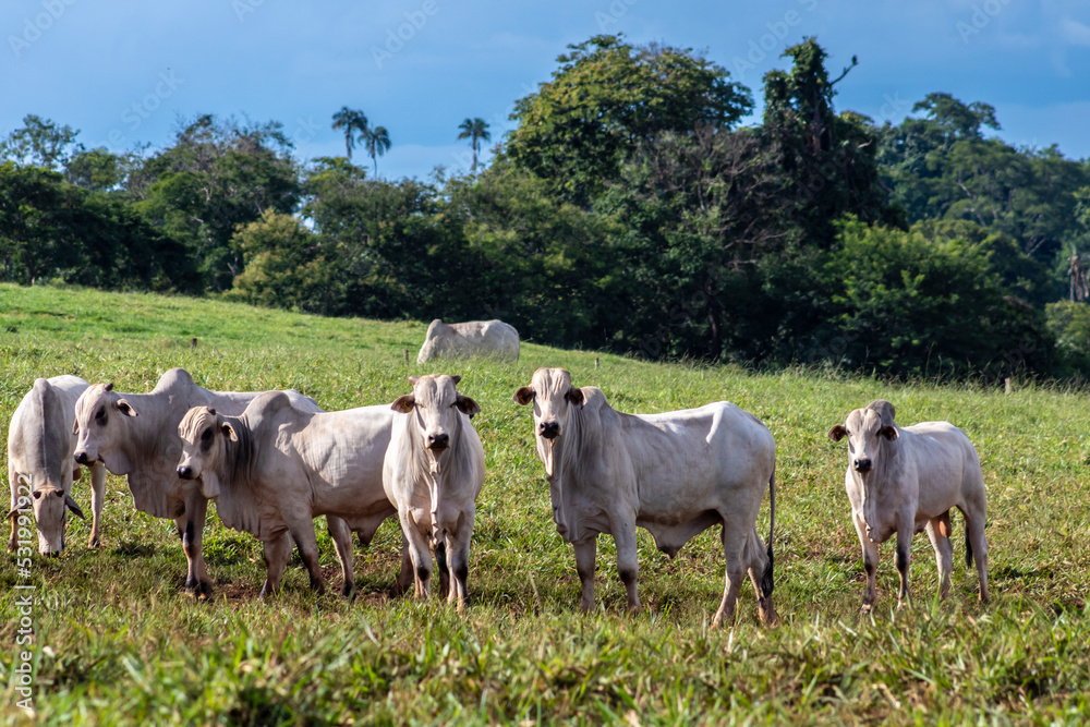 Obraz premium Herd of zebu Nellore animals in a pasture area of a beef cattle farm in Brazil