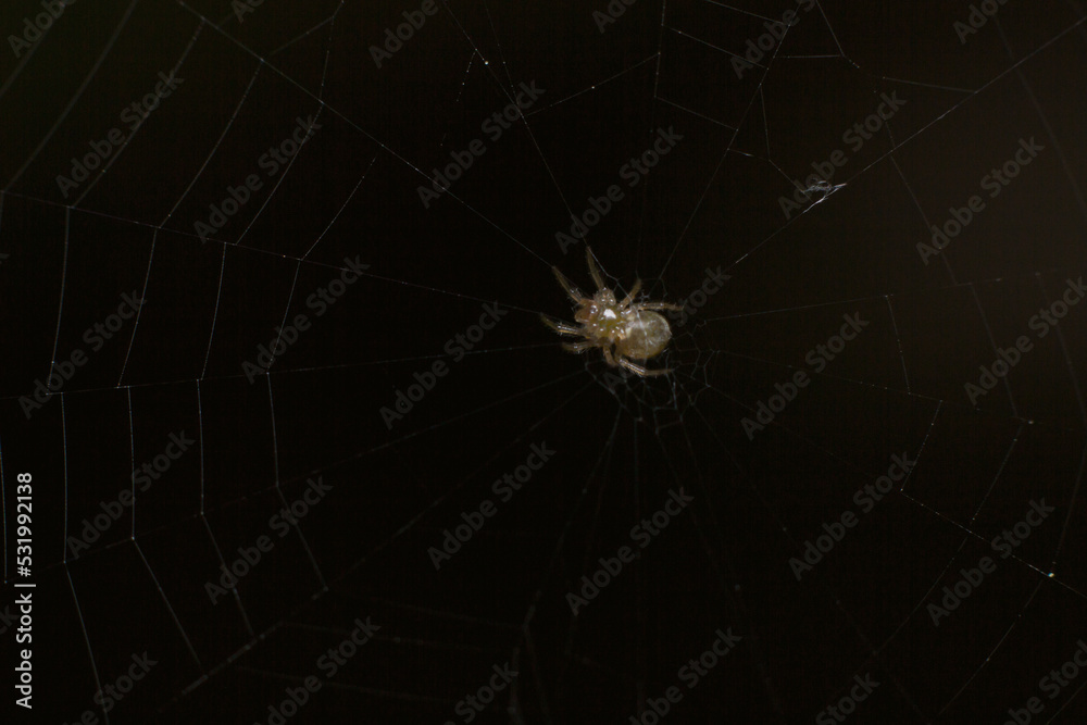 Fototapeta premium spider on web