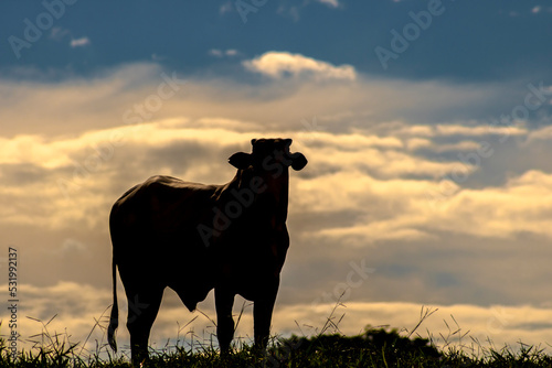 Silhouette of a Nellore zebu bull in the pasture of a beef cattle farm in Brazil photo