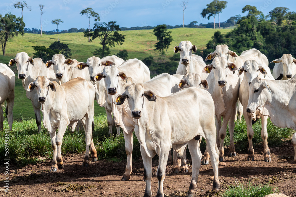 Obraz premium Herd of zebu Nellore animals in a pasture area of a beef cattle farm in Brazil