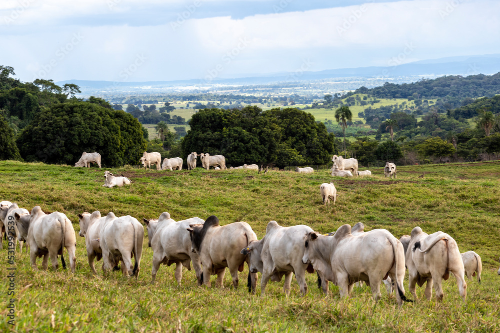 Herd of zebu Nellore animals in a pasture area of a beef cattle farm in Brazil Herd of zebu Nellore animals in a pasture area of a beef cattle farm in Brazil