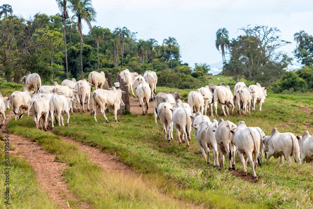 Obraz premium Herd of zebu Nellore animals in a pasture area of a beef cattle farm in Brazil