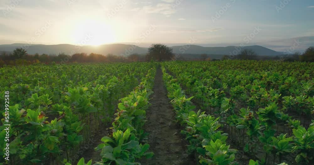 Tobacco leaf plant crops growing in tobacco plantation field, aerial view Tobacco leaf plant crops growing in tobacco plantation field, aerial view