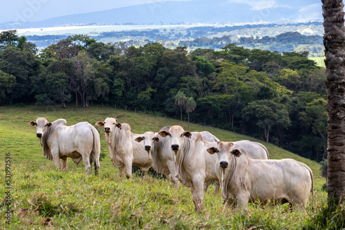Fototapeta Naklejka Na Ścianę i Meble -  Herd of zebu Nellore animals in a pasture area of a beef cattle farm in Brazil