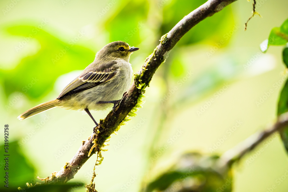 Fototapeta premium BIrd on a branch