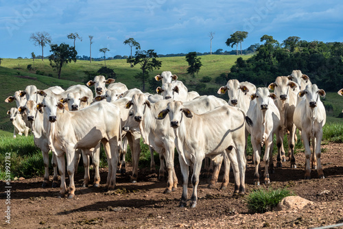 Canvastavla Herd of zebu Nellore animals in a pasture area of a beef cattle farm in Brazil