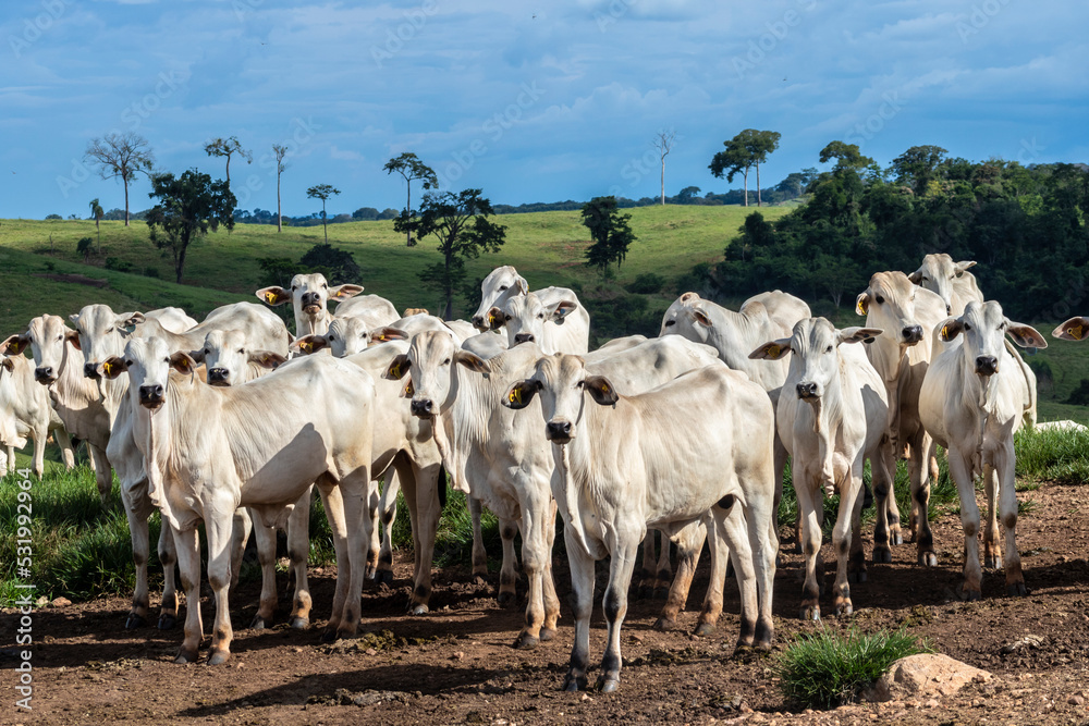 Fototapeta premium Herd of zebu Nellore animals in a pasture area of a beef cattle farm in Brazil