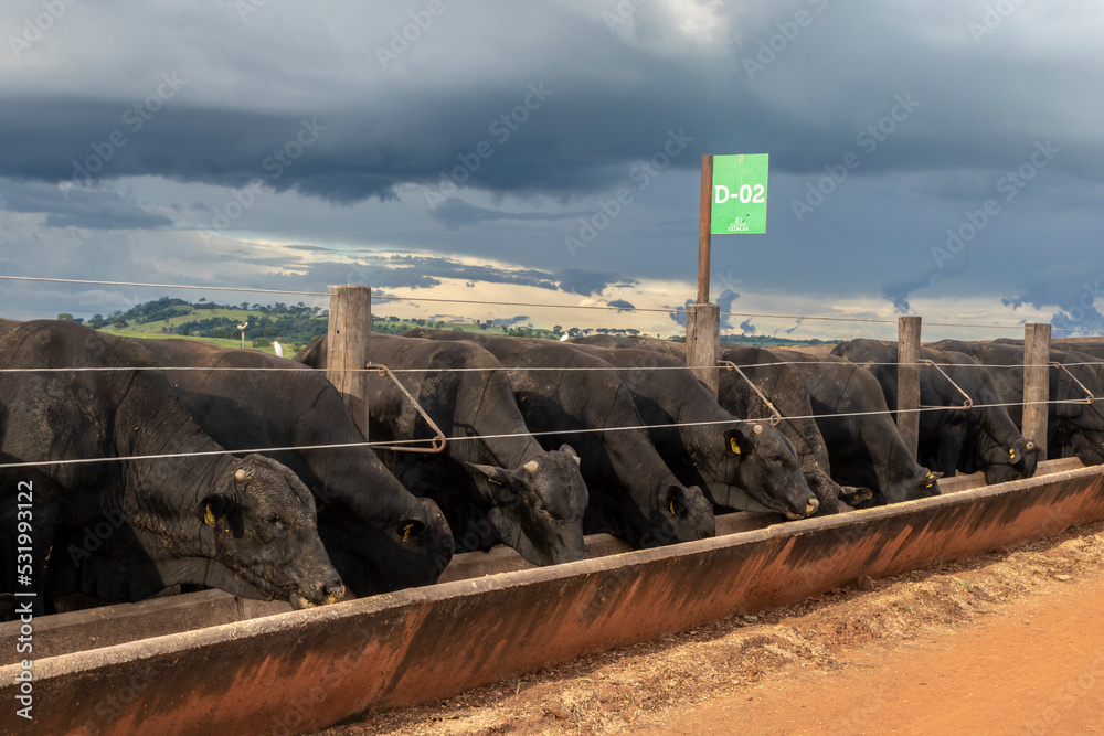 Φωτογραφία Herd of Aberdeen Angus animals in a feeder area of a beef cattle farm in Brazil