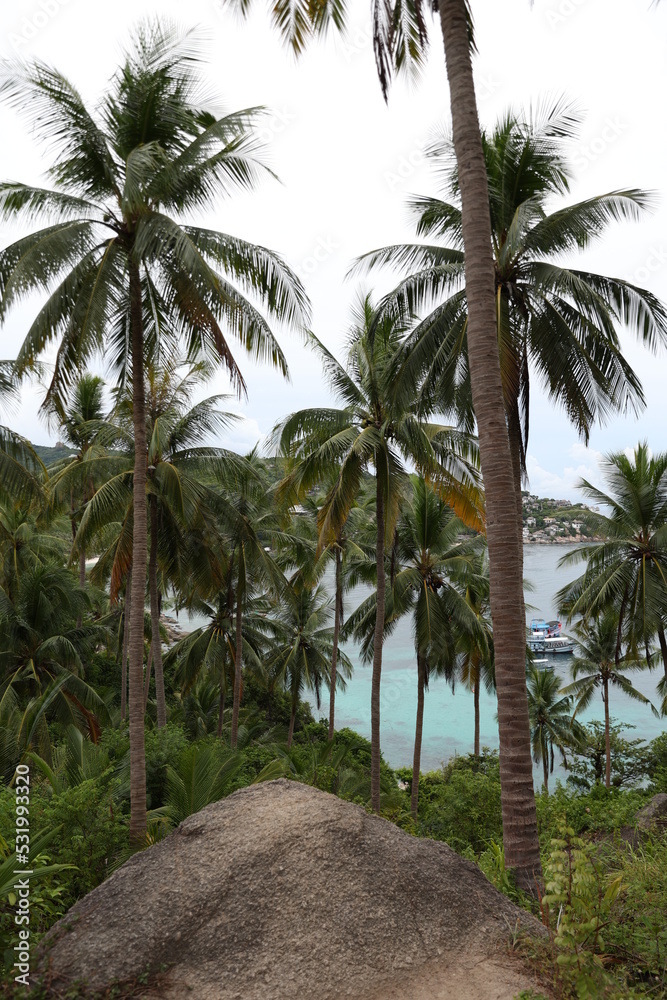 Obraz premium Palm trees